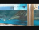 水族館のウミガメ