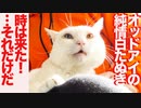 オッドアイの純情猫型白たぬき、すれ違う恋心