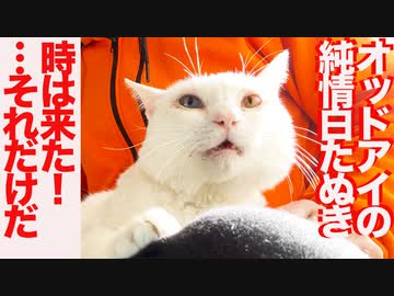 オッドアイの純情猫型白たぬき、すれ違う恋心
