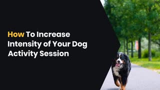 How To Increase Intensity of Your Dog Activity Session