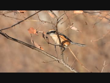 ミミズが枝に刺さらなくて焦る鳥