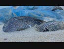 フグが大量漂着　海岸で回収作業を実施～海がしけて巻き上げられ戻れなくなった可能性