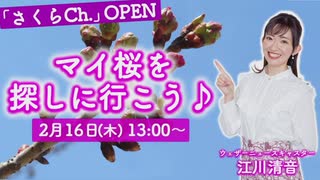 【江川清音】さくらch.オープン マイ桜外中継