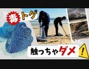有毒のホシフグ数百匹が大量漂着　海岸で回収作業を実施…「見つけても触らないで」福岡市