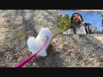 【藪×シロ】近所の柴犬さんと交流