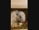ひたすらかわいいハムスター #14