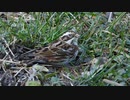 スズメに似ている鳥