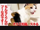 オス三毛王子様猫、かつてないスネスネモードになる