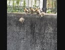 落ちてしまった兄弟…勇気の飛び降り