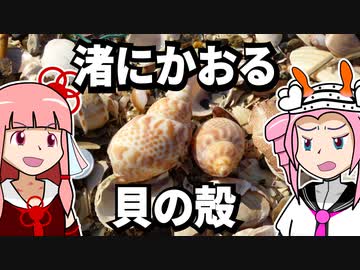 【琴葉姉妹の浜歩き】渚にかおる貝の殻【VOICEROID解説】