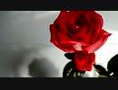 命の華 piano