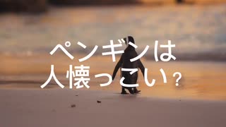 ペンギンは人懐っこい？