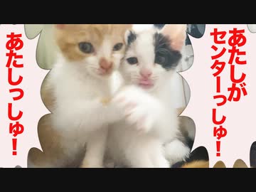 美少女アイドル子猫姉妹、センター争いが激化する