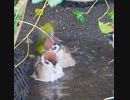 【1万RT】Twitterでバズったスズメ動画