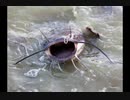 Catfish!!!