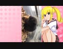 キッチュ・シノミーのハムスターの日常。