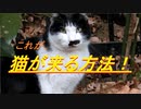 【必殺！？】「呼んだら猫が来る」方法