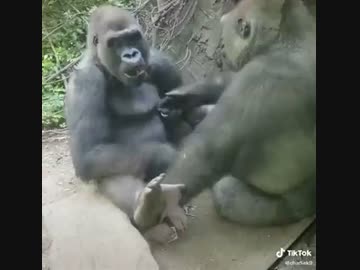 ゴリラの首 日本モンキーセンター（公式） on X: 