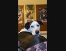 ほら、私の犬です (Oh Look, It's My Dog.)