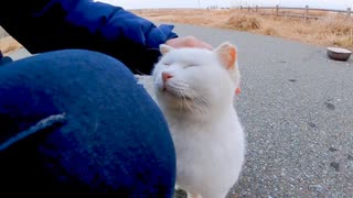 モコモコの白猫ちゃん、駆け寄ってきて膝の上に乗ってきた