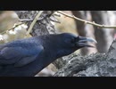 カラスの鳴き声