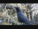 カラスがちょっと変わった鳴き方