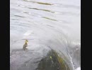 置いていかれた赤ちゃんカモめちゃくちゃ頑張った！【カルガモ親子】