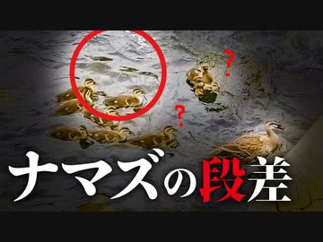 身近な生き物語0608C④カルガモ親子が因縁の段差を登る（ヒナがナマズに捕食された場所）