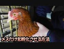 ぴ【養鶏編】卵の自給自足　メスだけを孵化させる方法　鶏たちの現状と紹介