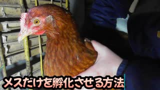 ぴ【養鶏編】卵の自給自足　メスだけを孵化させる方法　鶏たちの現状と紹介