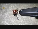 最強CO2ガスガンでカブトムシ処刑