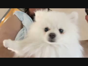 【藪×シロ】はじめての抱っこ