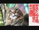 野良たぬき猫、過酷な猫社会の中で生きた縁