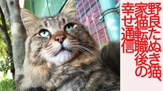 野良たぬき猫、過酷な猫社会の中で生きた縁