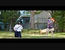 定点ver.【踊ってみた＆三味線】千本桜【りんご缶＆広瀬】（Senbonzakura.Ringo-Kan&Hirose.）