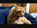 綺麗にするマロン