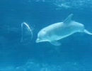 癒しの動画　【イルカのバブリング】