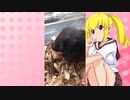 キッチュ・シノミーのハムスターの日常。2