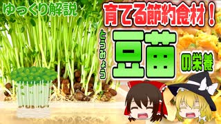 【ゆっくり解説】豆苗の栄養について解説！