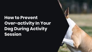 How to Prevent Over-activity In Your Dog During Activity Session