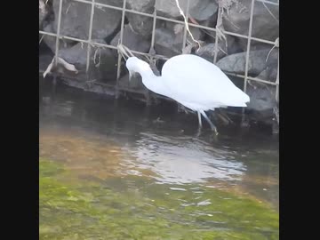 鳥がナマズを踏んでしまった反応