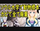 【韓国の反応】韓国のソウル大学が80年かけて集めた動物標本、カビで全て廃棄されていた事が判明。【世界の〇〇にゅーす】