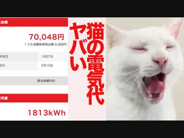 猫関連の電気代、えぐいことになる