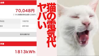 猫関連の電気代、えぐいことになる