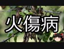 【ゆっくり朗読】ゆっくりさんと不思議な病気 その559