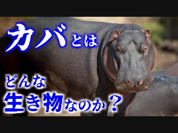 カバとはどんな生き物なのか？／ワニも恐れる巨大草食動物カバの生態や習性について紹介！泳ぎ方や食性はどうなっている？【ゆっくり解説】