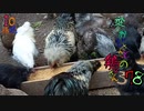 変なおじさんとこの　鶏さん３７８　配合飼料の屋外食事