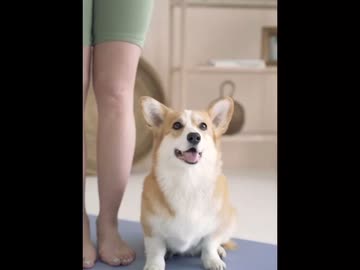 犬の食費