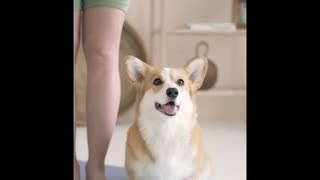 犬の食費