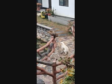 ホモと見る犬に舐めプして返り討ちに遭うサル